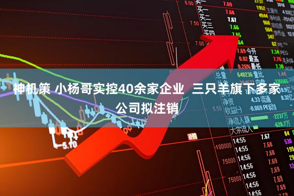 神机策 小杨哥实控40余家企业  三只羊旗下多家公司拟注销